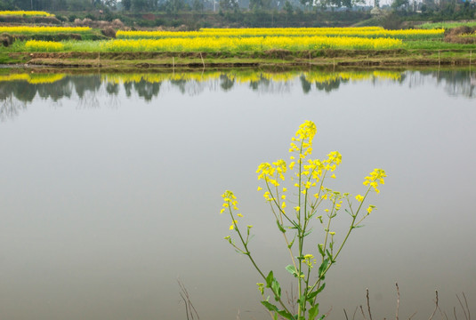 油菜花倒影