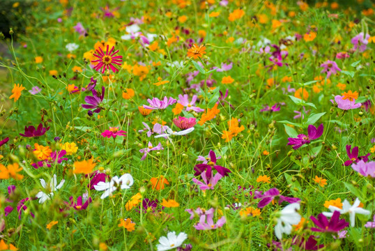 花 野花 鲜花