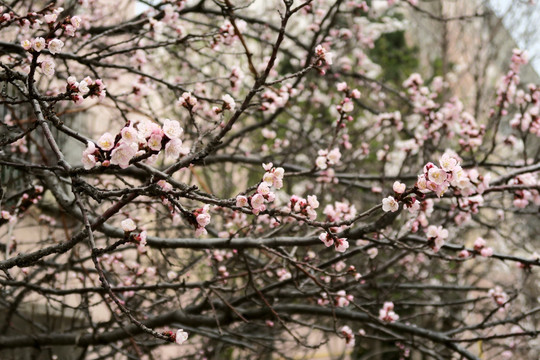 梅花