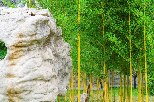 竹林景观石