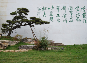 松树