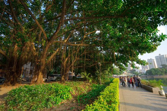 惠州南湖边的榕树