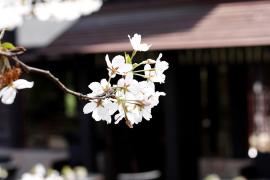 樱花 梨花