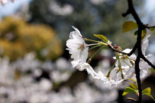 樱花 梨花