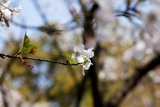 樱花 梨花