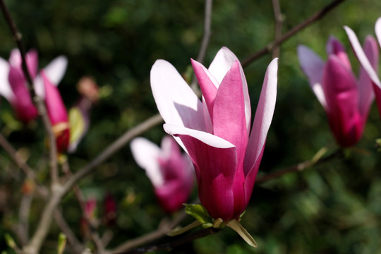 玉兰花 白玉兰