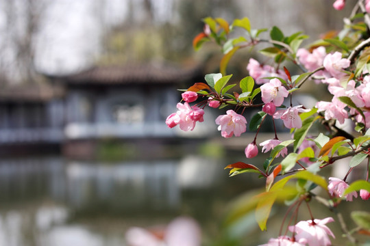 樱花 花园