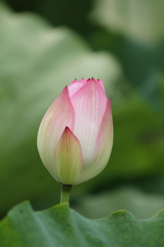 花蕾