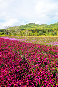 秋山花田