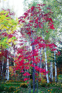 秋树红叶