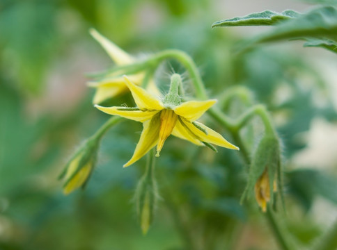 番茄花