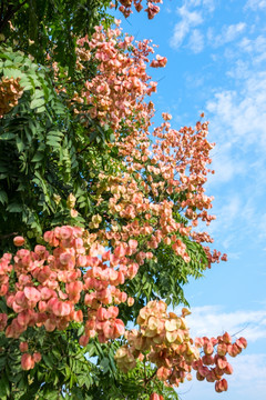 黄山栾树花