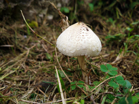 野生菌小蘑菇