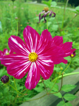 格桑花特写