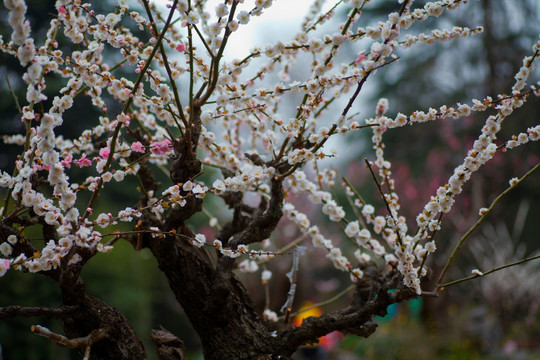 梅花