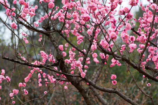 梅花