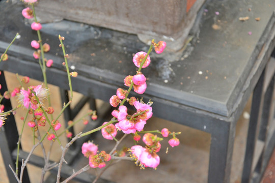 梅花