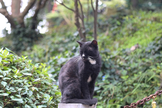 嗮太阳的猫咪