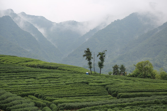 茶山