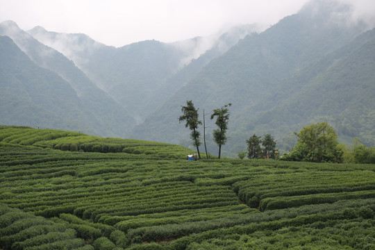 西湖龙井茶山