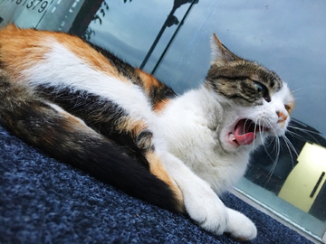 小猫