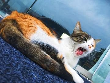 小猫