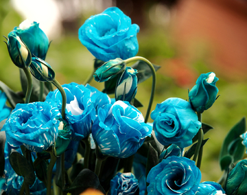 蓝色妖姬 蓝色玫瑰花