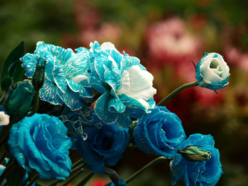 蓝色妖姬 蓝色玫瑰