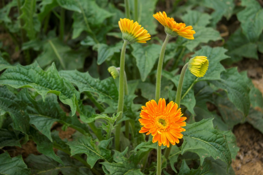 非洲菊