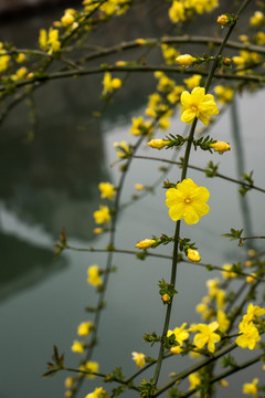 迎春花