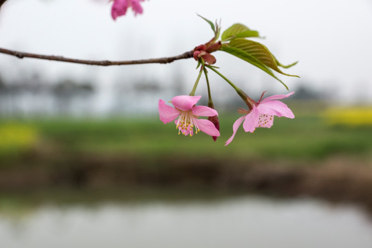 樱花