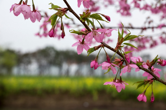 樱花