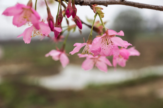 樱花