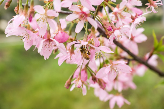 樱花