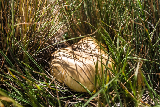 新疆草原蘑菇