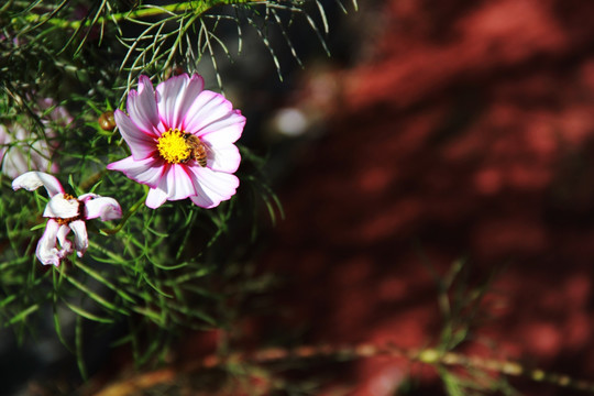 蜂花恋