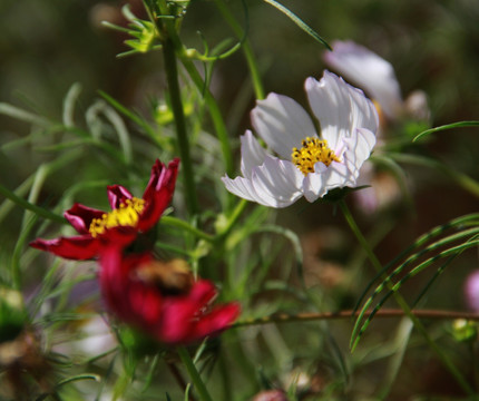 格桑花