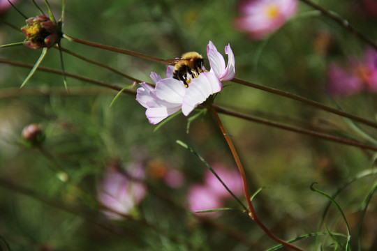 蜂花恋