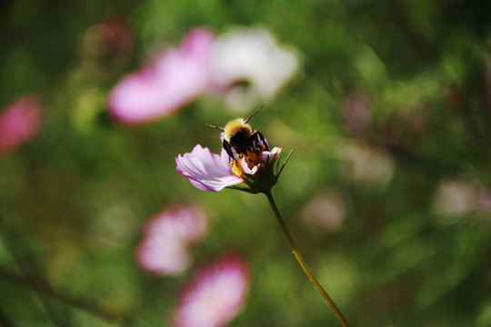 蜂花恋