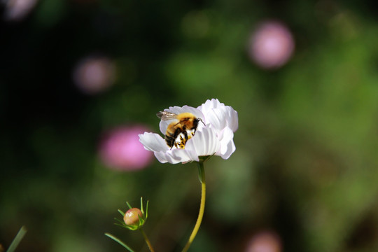 蜂花恋