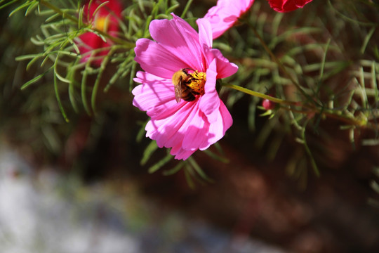 蜂花恋