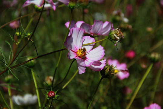 蜂花恋