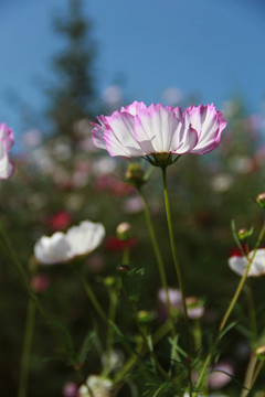 格桑花