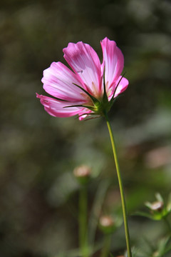 格桑花