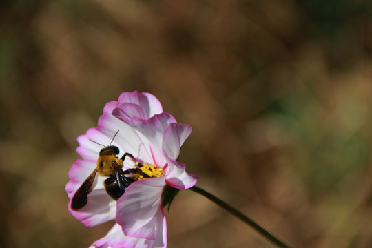 蜂花恋