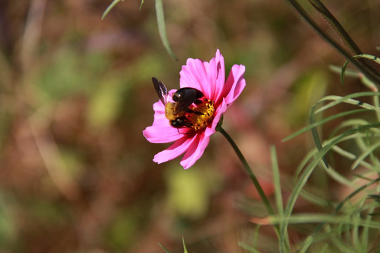 蜂花恋