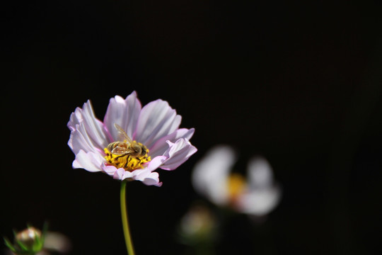 蜂花恋