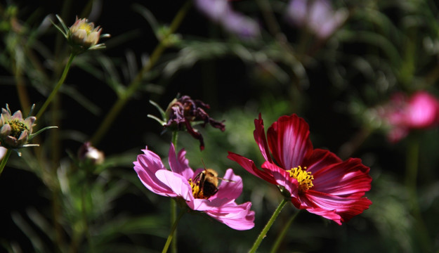 格桑花