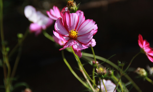 格桑花