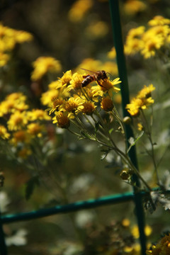 蜂花之恋